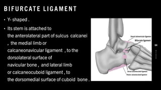 B IF UR CAT E L IG A ME NT
• Y- shaped .
• Its stem is attached to
the anterolateral part of sulcus calcanei
, the medial limb or
calcaneonavicular ligament , to the
dorsolateral surface of
navicular bone , and lateral limb
or calcaneocuboid ligament , to
the dorsomedial surface of cuboid bone .
8
/
1
/
2
0
2
4
64
 
