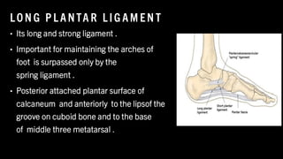 LO N G P L ANTA R L IG AM EN T
• Its long and strong ligament .
• Important for maintaining the arches of
foot is surpassed only by the
spring ligament .
• Posterior attached plantar surface of
calcaneum and anteriorly to the lipsof the
groove on cuboid bone and to the base
of middle three metatarsal .
8
/
1
/
2
0
2
4
65
 