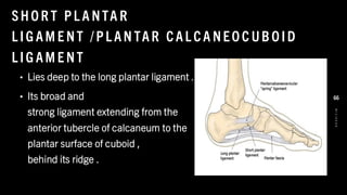 SHO R T PL A NTA R
L IG AM E NT / PL AN TAR CAL CA NEO C UB O ID
L IG AM E NT
• Lies deep to the long plantar ligament .
• Its broad and
strong ligament extending from the
anterior tubercle of calcaneum to the
plantar surface of cuboid ,
behind its ridge .
8
/
1
/
2
0
2
4
66
 