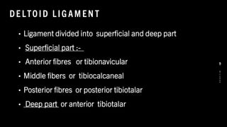 DE LTO ID L IG AM EN T
• Ligament divided into superficial and deep part
• Superficial part :-
• Anterior fibres or tibionavicular
• Middle fibers or tibiocalcaneal
• Posterior fibres or posterior tibiotalar
• Deep part or anterior tibiotalar
8
/
1
/
2
0
2
4
9
 