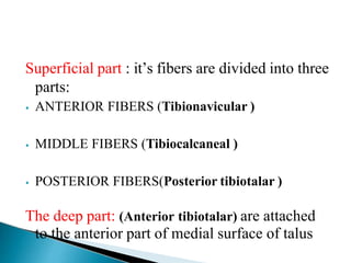 Superficial part : it’s fibers are divided into three
parts:
⦁ ANTERIOR FIBERS (Tibionavicular )
⦁ MIDDLE FIBERS (Tibiocalcaneal )
⦁ POSTERIOR FIBERS(Posterior tibiotalar )
The deep part: (Anterior tibiotalar) are attached
to the anterior part of medial surface of talus
 