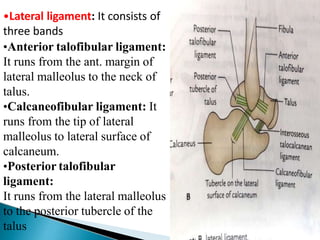 •Lateral ligament: It consists of
three bands
•Anterior talofibular ligament:
It runs from the ant. margin of
lateral malleolus to the neck of
talus.
•Calcaneofibular ligament: It
runs from the tip of lateral
malleolus to lateral surface of
calcaneum.
•Posterior talofibular
ligament:
It runs from the lateral malleolus
to the posterior tubercle of the
talus
 