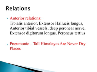 ⦁ Anterior relations:
Tibialis anterior, Extensor Hallucis longus,
Anterior tibial vessels, deep peroneal nerve,
Extensor digitorum longus, Peroneus tertius
⦁ Pneumonic – Tall HimalayasAre Never Dry
Places
 