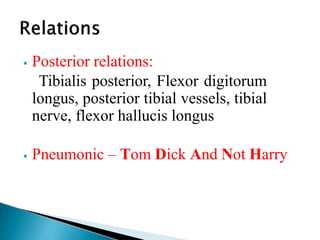 ⦁ Posterior relations:
Tibialis posterior, Flexor digitorum
longus, posterior tibial vessels, tibial
nerve, flexor hallucis longus
⦁ Pneumonic – Tom Dick And Not Harry
 