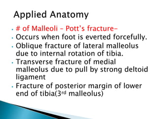 ⦁ # of Malleoli – Pott’s fracture-
⦁ Occurs when foot is everted forcefully.
⦁ Oblique fracture of lateral malleolus
due to internal rotation of tibia.
⦁ Transverse fracture of medial
malleolus due to pull by strong deltoid
ligament
⦁ Fracture of posterior margin of lower
end of tibia(3rd malleolus)
 