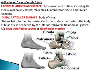 Articular surfaces of ankle joints
PROXIMAL ARTICULAR SURFACE 1.the lower end of tibia, including its
medial malleolus 2.lateral malleolus 3. inferior transverse tibiofibular
ligament.
DISTAL ARTICULAR SURFACE body of talus.
The socket is formed by proximal articular surface into which the body
of talus fits, is deepened by the inferior transverse tibiofibular ligament
k/a deep tibiofibular socket or tibiofibular mortise
 