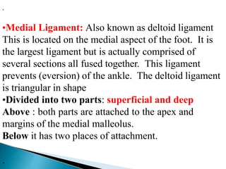 .
•Medial Ligament: Also known as deltoid ligament
This is located on the medial aspect of the foot. It is
the largest ligament but is actually comprised of
several sections all fused together. This ligament
prevents (eversion) of the ankle. The deltoid ligament
is triangular in shape
•Divided into two parts: superficial and deep
Above : both parts are attached to the apex and
margins of the medial malleolus.
Below it has two places of attachment.
.
 