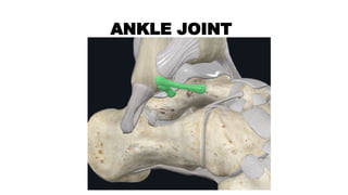 Ankle joint anatomy and biomechanics .pptx