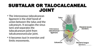 Subtalar Union Ankle joint anatomy and biomechanics .pptx