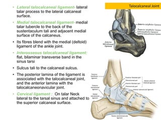 Ankle joint and joints of foot | PPTX