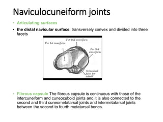 Ankle joint and joints of foot | PPTX