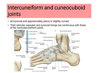 Ankle joint and joints of foot | PPTX