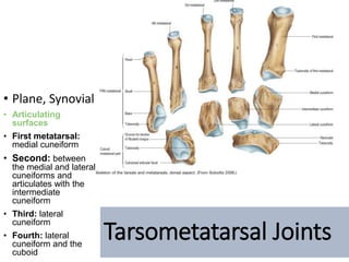 Ankle joint and joints of foot | PPTX