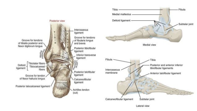 Ankle joint & bones of foot