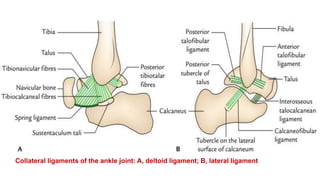 Ankle Joint (TALOCRURAL JOINT) Dr M Arshad.pptx