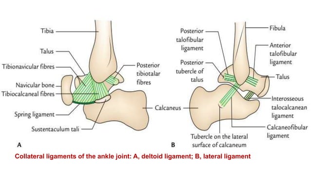 Talocrural Inversion Ankle Joint (TALOCRURAL JOINT) Dr M Arshad.pptx