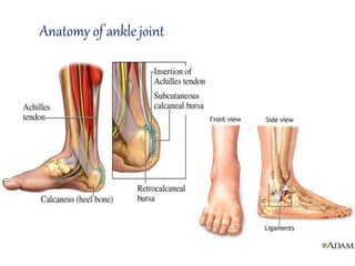 Anatomy of ankle joint
 