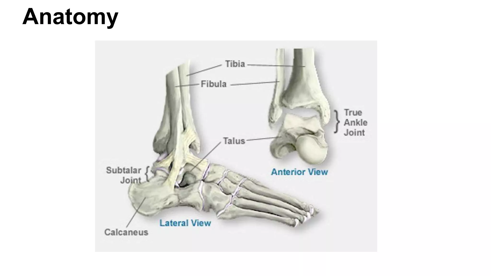 Left Inner Ankle Ankle sprain | PPT