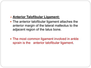  Anterior Talofibular Ligament:
 The anterior talofibular ligament attaches the
anterior margin of the lateral malleolus to the
adjacent region of the talus bone.
 The most common ligament involved in ankle
sprain is the anterior talofibular ligament.
 