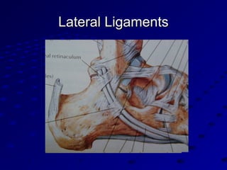 Lateral LigamentsLateral Ligaments
 