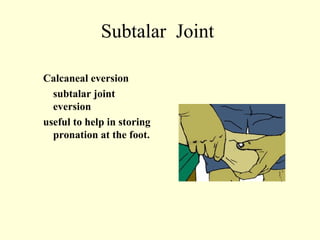 Subtalar Joint

Calcaneal eversion
  subtalar joint
  eversion
useful to help in storing
  pronation at the foot.
 