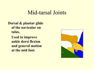 Mid-tarsal Joints
Dorsal & plantar glide
 of the navicular on
 talus.
 Used to improve
 ankle dorsi flexion
 and general motion
 at the mid foot.
 