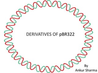 DERIVATIVES OF pBR322
By
Ankur Sharma
 