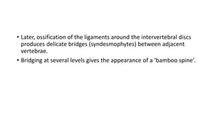 • Later, ossification of the ligaments around the intervertebral discs
produces delicate bridges (syndesmophytes) between adjacent
vertebrae.
• Bridging at several levels gives the appearance of a ‘bamboo spine’.
 