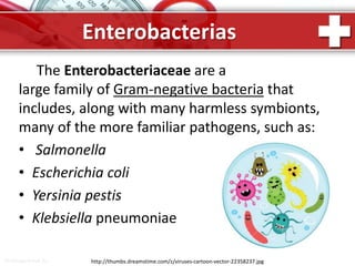 ProPowerPoint.Ru
Enterobacterias
The Enterobacteriaceae are a
large family of Gram-negative bacteria that
includes, along with many harmless symbionts,
many of the more familiar pathogens, such as:
• Salmonella
• Escherichia coli
• Yersinia pestis
• Klebsiella pneumoniae
http://thumbs.dreamstime.com/z/viruses-cartoon-vector-22358237.jpg
 