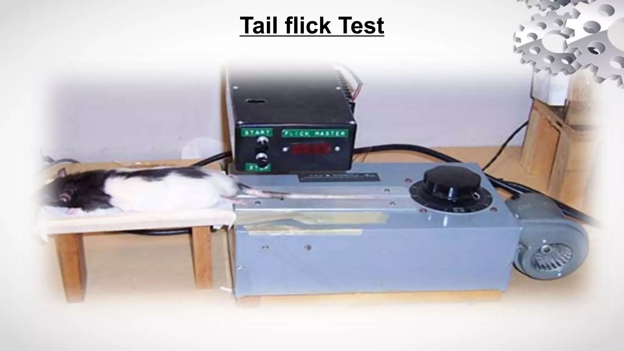 Tail flick Test
 