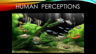 HUMAN PERCEPTIONS
 