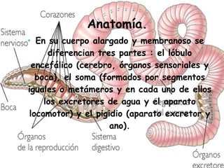   Anatomía. En su cuerpo alargado y membranoso se diferencian tres partes : el lóbulo encefálico (cerebro, órganos sensoriales y boca), el soma (formados por segmentos iguales o metámeros y en cada uno de ellos los excretores de agua y el aparato locomotor) y el pigidio (aparato excretor y ano). 