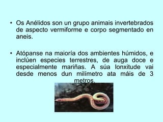 • Os Anélidos son un grupo animais invertebrados
de aspecto vermiforme e corpo segmentado en
aneis.
• Atópanse na maioría dos ambientes húmidos, e
inclúen especies terrestres, de auga doce e
especialmente mariñas. A súa lonxitude vai
desde menos dun milímetro ata máis de 3
metros.
 