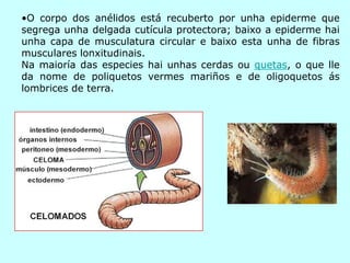 •O corpo dos anélidos está recuberto por unha epiderme que
segrega unha delgada cutícula protectora; baixo a epiderme hai
unha capa de musculatura circular e baixo esta unha de fibras
musculares lonxitudinais.
Na maioría das especies hai unhas cerdas ou quetas, o que lle
da nome de poliquetos vermes mariños e de oligoquetos ás
lombrices de terra.
 