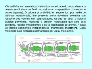 •Os anélidos son animais provistos dunha cavidade do corpo chamada
celoma (está chea de fluído no cal están suspendidos o intestino e
outros órganos). O celoma está dividido en segmentos, por medio de
tabiques transversais, isto presenta unha novidade evolutiva con
respecto aos vermes non segmentados, xa que ao estar o celoma
dividido permítelle, mediante a presión hidrostática que xera esta
cavidade, realizar movementos e así a locomoción do animal. A cada
un destes segmentos independentes chámaselle metámero. Cada
metámero está marcado externamente por un ou mais aneis.
 