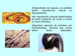 •Dependendo da especie, os anélidos
poden reproducirse sexual ou
asexualmente.
•Na reprodución asexual despréndese
da parte posterior do corpo e forma
un novo individuo.
•Algunhas especies de anélidos son
hermafroditas, mentres que outras
teñen sexos separados.
 