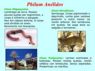 Clase Oligoquetos
Lombrigas de terra. Posúen
poucas quetas por segmentos, o
corpo é cilíndrico e alargado.
Non ten cabeza distinta. O corpo
está dividido en aneis.
Raramente con branquias.
Clase Poliquetos: vermes arenícolas e
tubícolas. Posúen moitas quetas, rexión
cefálica con tentáculos. Sexos separados.
Predominan os mariños.
Clase Hirudíneos
Samesuga. Corpo pigmentado e
deprimido, cunha gran ventosa
posterior e outra menor na
rexión anterior. Sen tentáculos
nin quetas. De auga doce ou
salgada e terrestres .
Philum Anélidos
 
