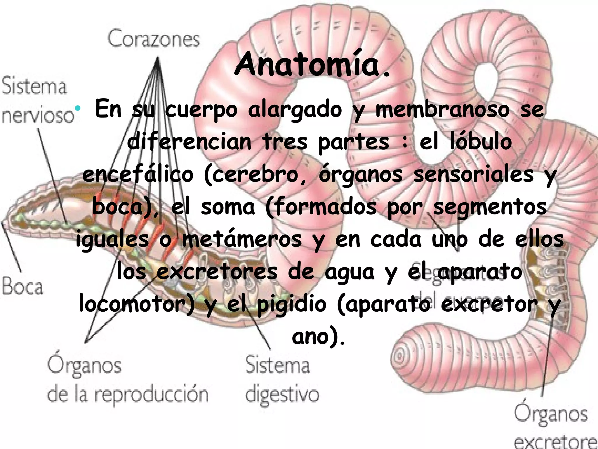   Anatomía. En su cuerpo alargado y membranoso se diferencian tres partes : el lóbulo encefálico (cerebro, órganos sensoriales y boca), el soma (formados por segmentos iguales o metámeros y en cada uno de ellos los excretores de agua y el aparato locomotor) y el pigidio (aparato excretor y ano). 
