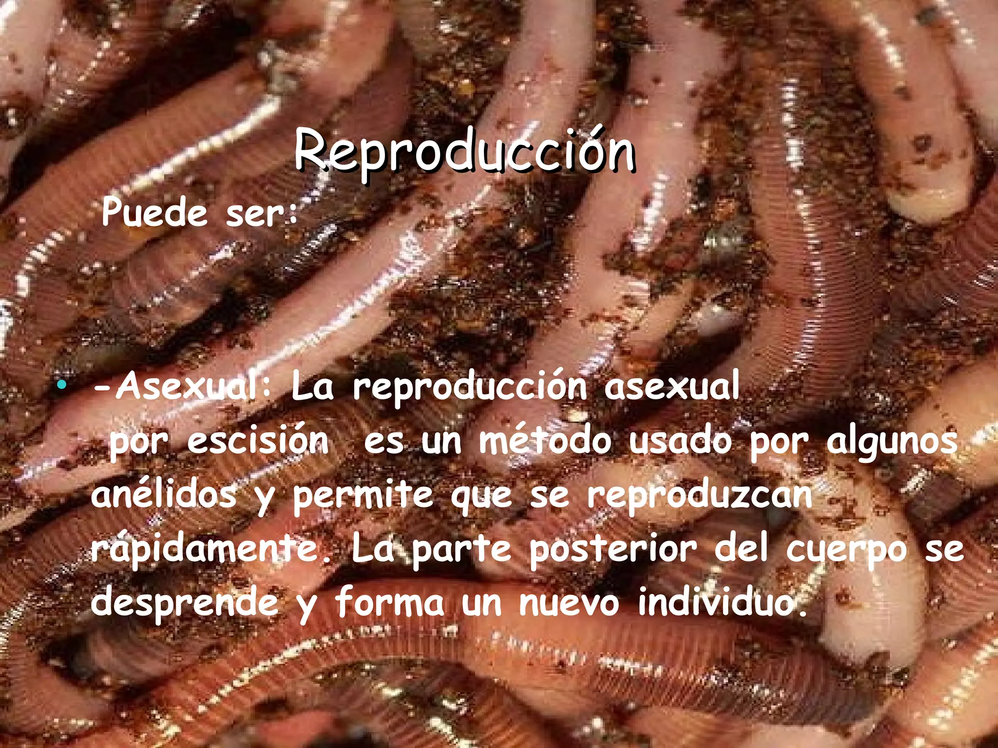   Reproducción Puede ser: -Asexual: La reproducción asexual  por escisión  es un método usado por algunos anélidos y permite que se reproduzcan rápidamente. La parte posterior del cuerpo se desprende y forma un nuevo individuo. 