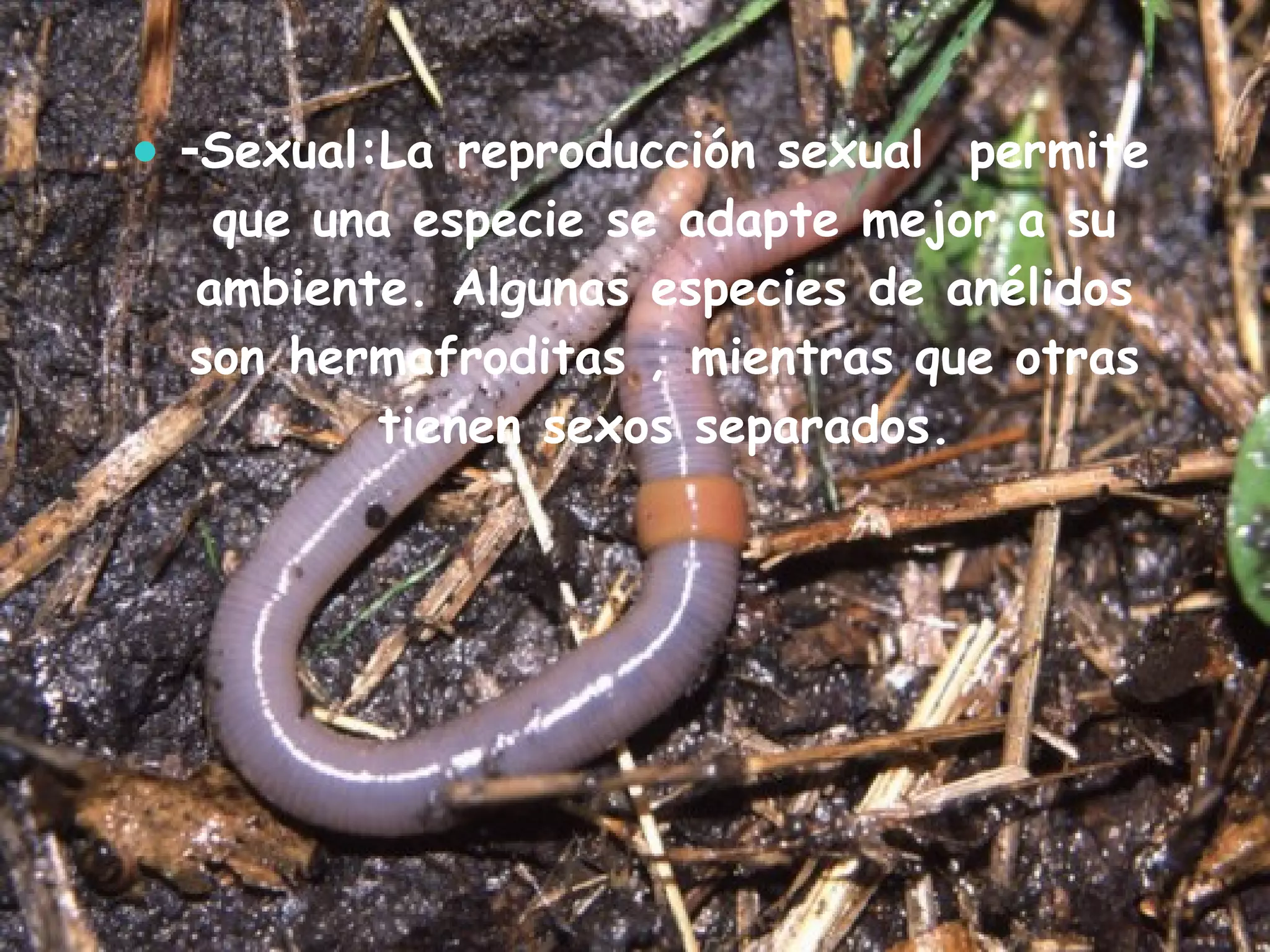 - Sexual:La reproducción sexual  permite que una especie se adapte mejor a su ambiente. Algunas especies de anélidos son hermafroditas , mientras que otras tienen sexos separados. 
