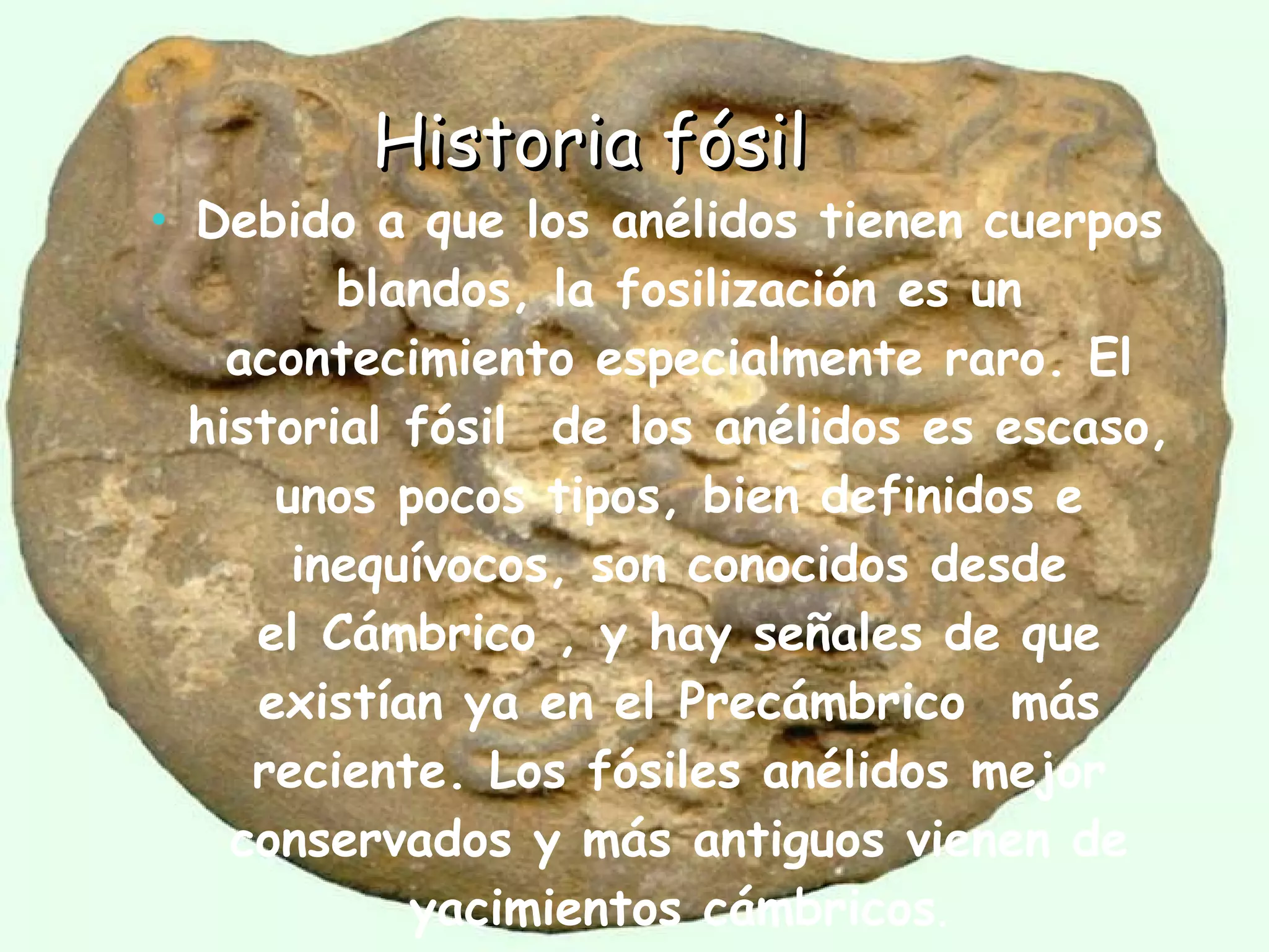 Historia fósil Debido a que los anélidos tienen cuerpos blandos, la fosilización es un acontecimiento especialmente raro. El historial fósil  de los anélidos es escaso, unos pocos tipos, bien definidos e inequívocos, son conocidos desde el Cámbrico , y hay señales de que existían ya en el Precámbrico  más reciente. Los fósiles anélidos mejor conservados y más antiguos vienen de yacimientos cámbricos . 