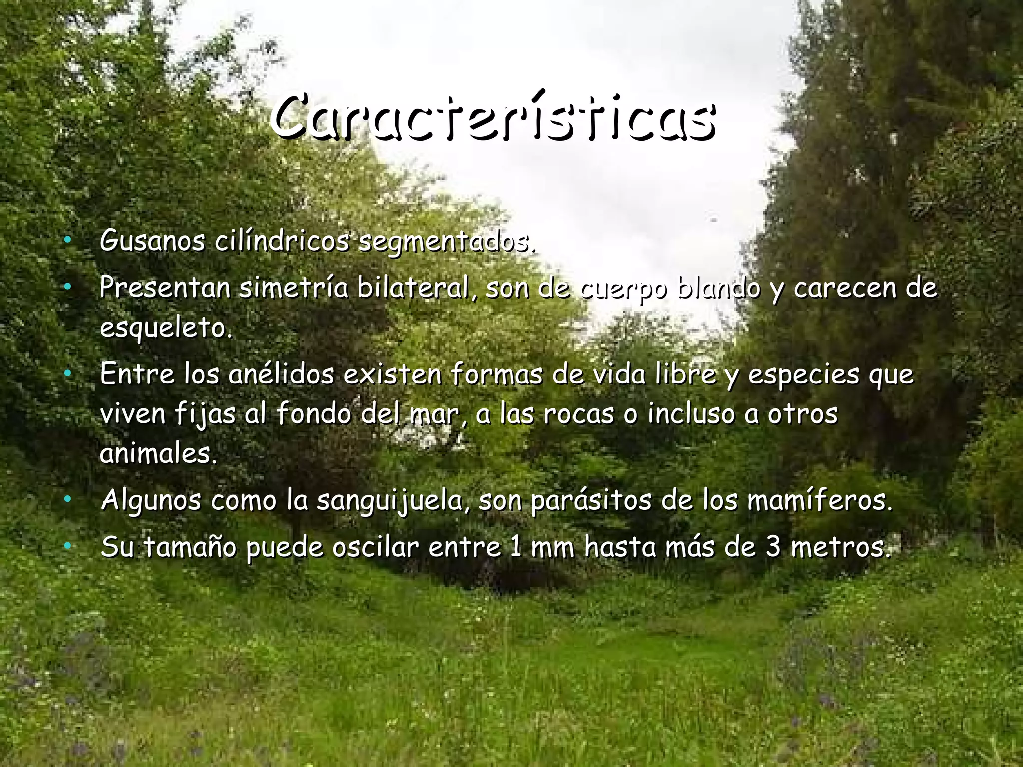 Características Gusanos cilíndricos segmentados. Presentan simetría bilateral, son de cuerpo blando y carecen de esqueleto. Entre los anélidos existen formas de vida libre y especies que viven fijas al fondo del mar, a las rocas o incluso a otros animales. Algunos como la sanguijuela, son parásitos de los mamíferos. Su tamaño puede oscilar entre 1 mm hasta más de 3 metros. 