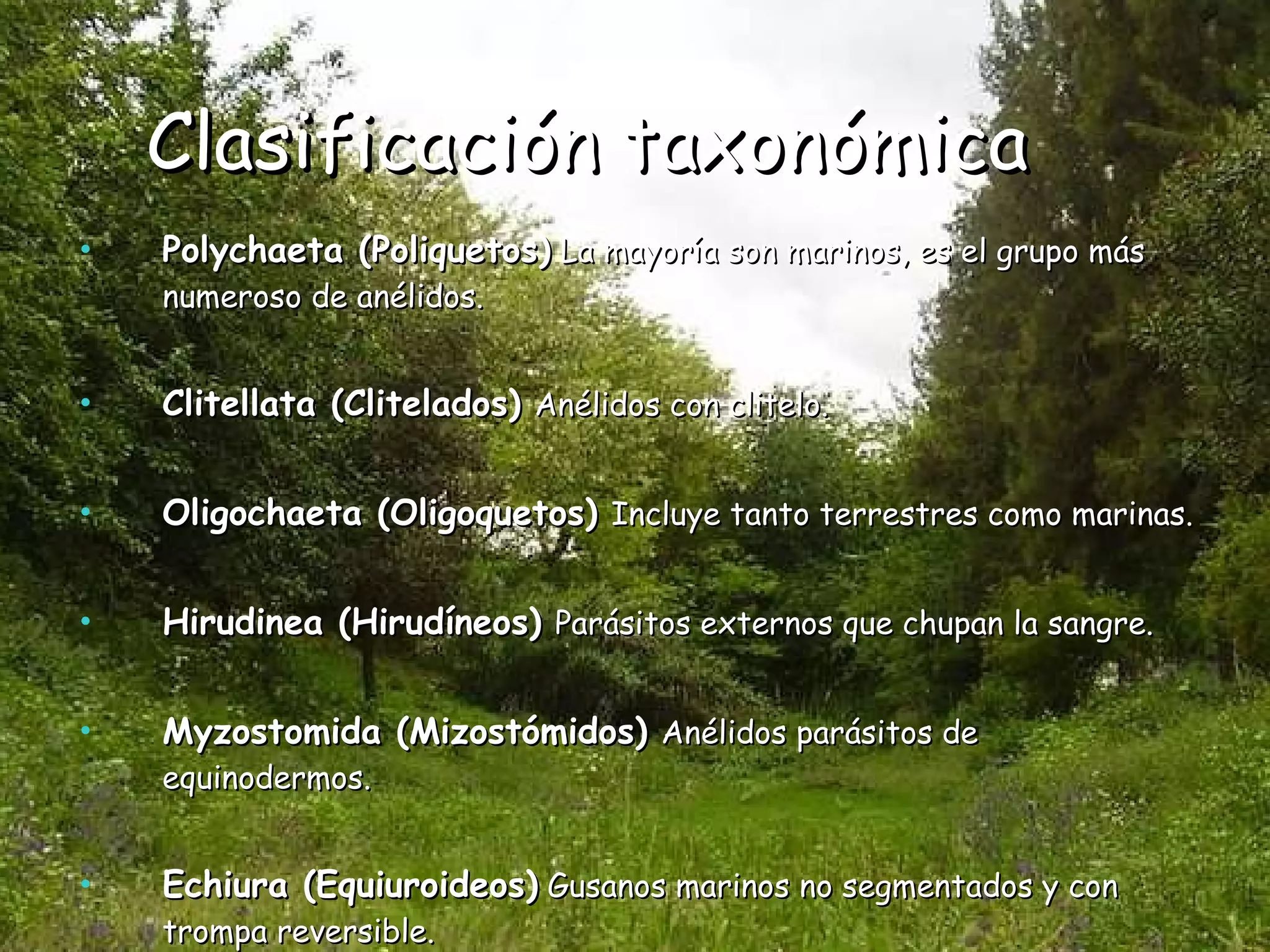 Clasificación taxonómica  Polychaeta (Poliquetos)  La mayoría son marinos, es el grupo más numeroso de anélidos. Clitellata (Clitelados)   Anélidos con clitelo.  Oligochaeta (Oligoquetos)   Incluye tanto terrestres como marinas. Hirudinea (Hirudíneos)   Parásitos externos que chupan la sangre. Myzostomida (Mizostómidos)   Anélidos parásitos de equinodermos. Echiura (Equiuroideos)  Gusanos marinos no segmentados y con trompa reversible.  