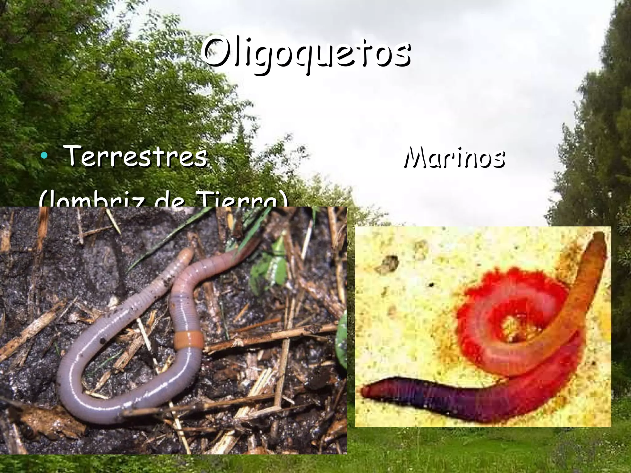 Oligoquetos Terrestres  Marinos (lombriz de Tierra) 