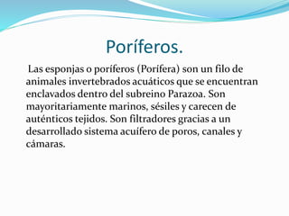 Poríferos.
Las esponjas o poríferos (Porífera) son un filo de
animales invertebrados acuáticos que se encuentran
enclavados dentro del subreino Parazoa. Son
mayoritariamente marinos, sésiles y carecen de
auténticos tejidos. Son filtradores gracias a un
desarrollado sistema acuífero de poros, canales y
cámaras.
 
