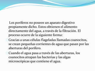 Los poríferos no poseen un aparato digestivo
propiamente dicho. Estos obtienen el alimento
directamente del agua, a través de la filtración. El
proceso ocurre de la siguiente forma:
Gracias a unas células flageladas llamadas coanocitos,
se crean pequeñas corrientes de agua que pasan por las
aberturas del porífero.
Cuando el agua pasa a través de las aberturas, los
coanocitos atrapan las bacterias y las algas
microscópicas que contiene el agua.
 