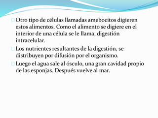 Otro tipo de células llamadas amebocitos digieren
estos alimentos. Como el alimento se digiere en el
interior de una célula se le llama, digestión
intracelular.
Los nutrientes resultantes de la digestión, se
distribuyen por difusión por el organismo.
Luego el agua sale al ósculo, una gran cavidad propio
de las esponjas. Después vuelve al mar.
 