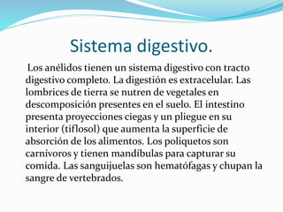 Sistema digestivo.
Los anélidos tienen un sistema digestivo con tracto
digestivo completo. La digestión es extracelular. Las
lombrices de tierra se nutren de vegetales en
descomposición presentes en el suelo. El intestino
presenta proyecciones ciegas y un pliegue en su
interior (tiflosol) que aumenta la superficie de
absorción de los alimentos. Los poliquetos son
carnívoros y tienen mandíbulas para capturar su
comida. Las sanguijuelas son hematófagas y chupan la
sangre de vertebrados.
 