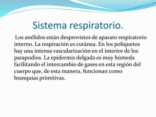 Sistema respiratorio.
Los anélidos están desprovistos de aparato respiratorio
interno. La respiración es cutánea. En los poliquetos
hay una intensa vascularización en el interior de los
parapodios. La epidermis delgada es muy húmeda
facilitando el intercambio de gases en esta región del
cuerpo que, de esta manera, funcionan como
branquias primitivas.
 