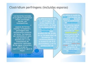 Los bacterias incluidas
en el género Clostridium
tienen morfología
bacilar, son
Grampositivas,
anaerobias estrictas y
capaces de formar
esporas. La especie C.
perfringens está
normalmente presente
en heces. Sus esporas
son resistentes al calor,
a los procesos de
desinfección y a los
tratamientos de
depuración habituales
de las aguas (cloración),
por lo que su
supervivencia en agua es
mayor.
La diferenciación de
C. perfringens de
otras especies de
Clostridium, se basa
en su capacidad de
fermentar la
sacarosa con
producción de ácido,
en su incapacidad de
fermentar la
celobiosa(debido a
la ausencia de β-D-
glucosidasa) y en la
producción de
fosfatasaácida.
Se utiliza el medio de
m-CP y se incuban las
placas a 44ºCdurante
24 h en condiciones
de anaerobiosis.
Son colonias típicas
de C. perfringens
todas las que
muestren un color
amarillo opaco,
consecuencia de la
acidificación del
medio tras la
fermentación de la
sacarosa, y que
cambien a color rosa
o rojo al cabo de 20 a
30 segundos de
exposición a vapores
de hidróxido
amónico
 
